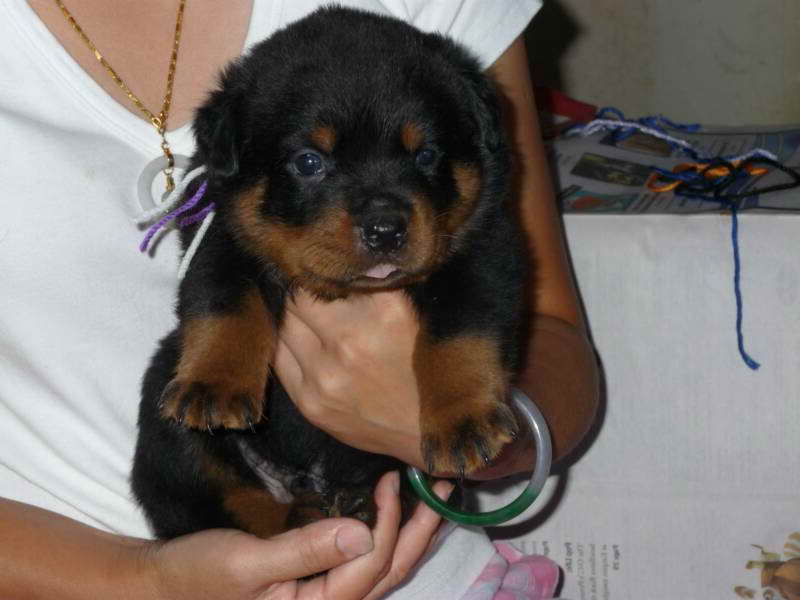 German Rottweiler Breeders In Michigan