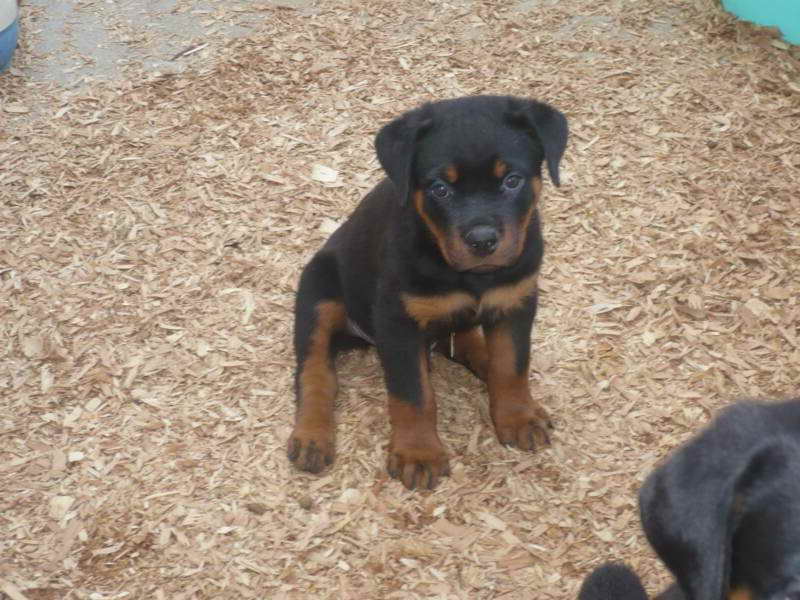 German Rottweiler Breeders In Nj