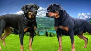 German Rottweiler Dog
