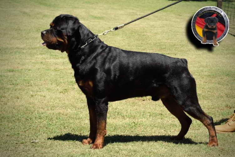 German Rottweiler Male