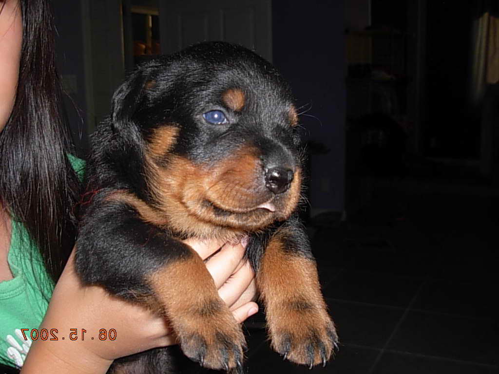 German Rottweiler Puppies For Sale In Arkansas