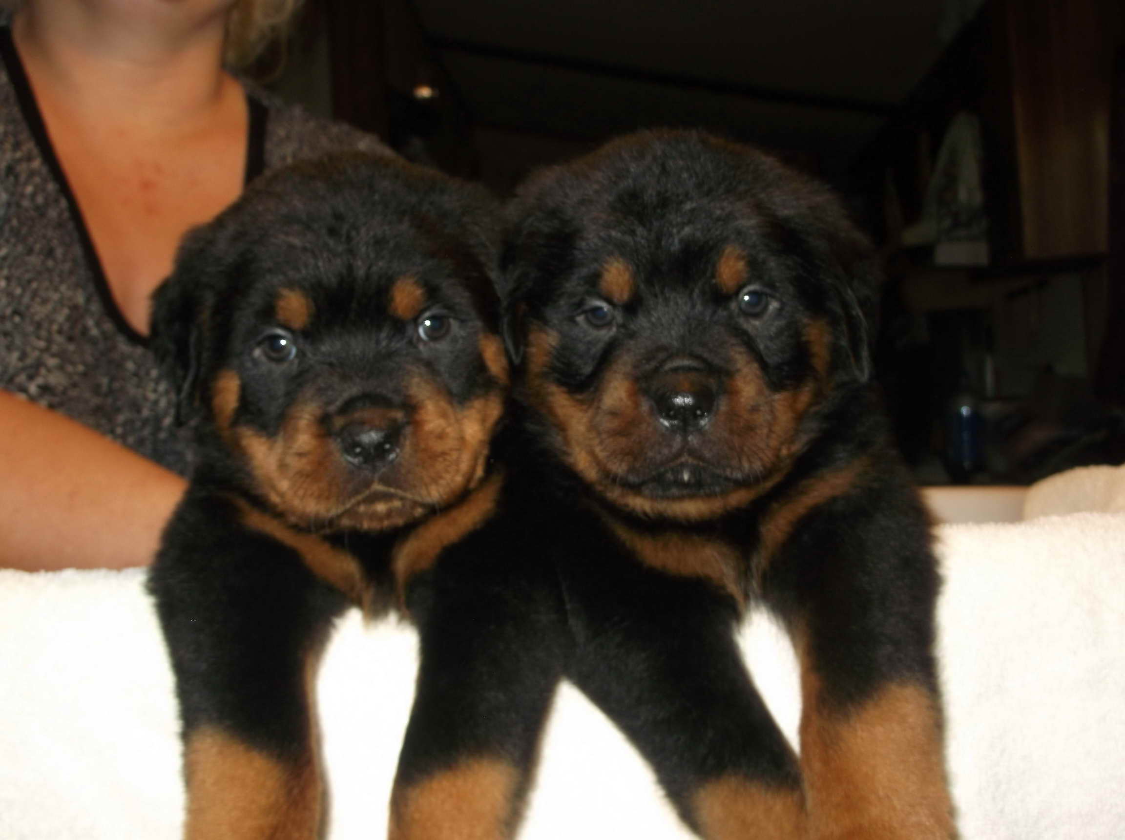 German Rottweiler Puppies For Sale In Dallas Texas | PETSIDI