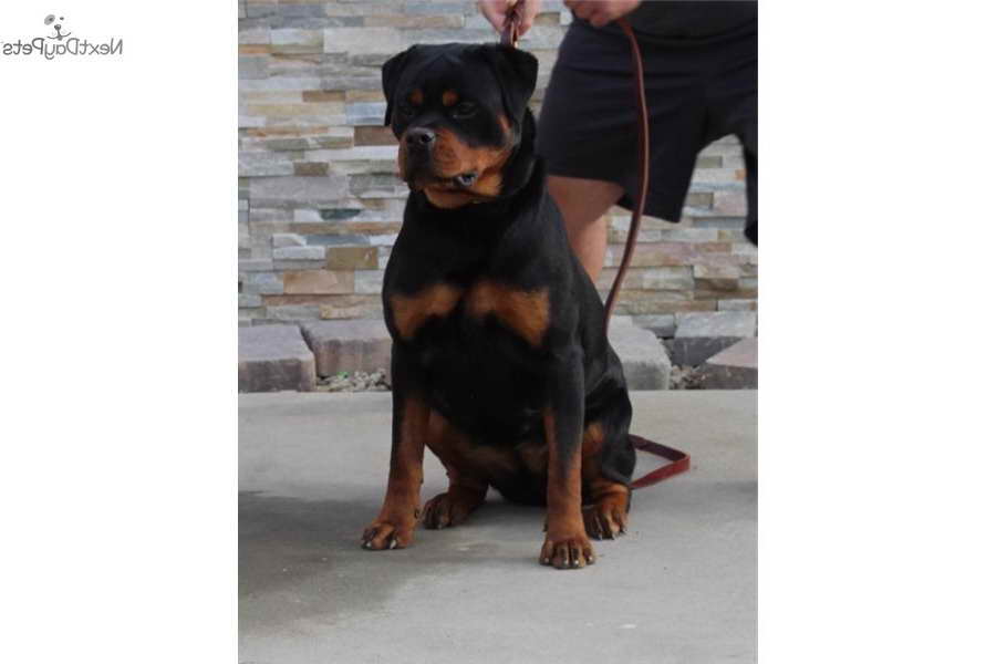 German Rottweiler Puppies For Sale In Los Angeles