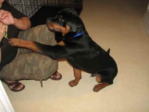 German Rottweiler Puppies For Sale In San Antonio