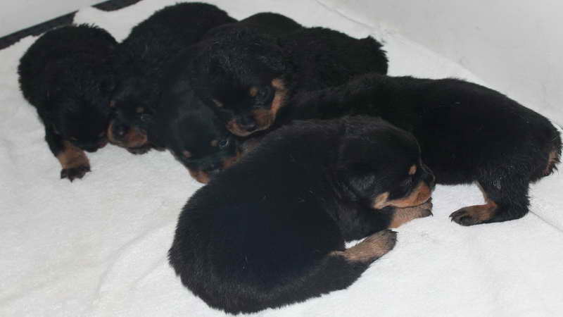 German Rottweiler Puppies For Sale In Washington State