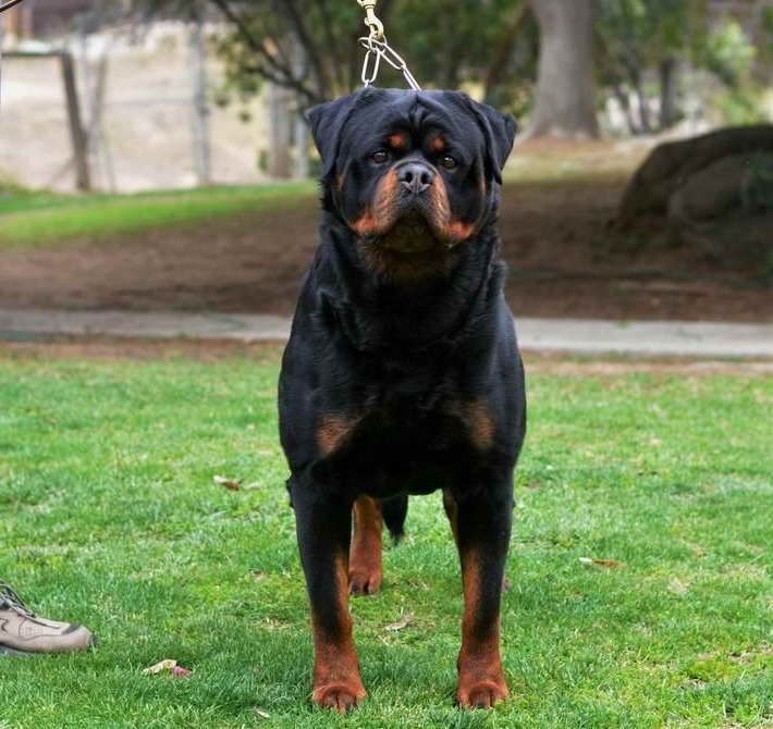 German Rottweiler Puppies For Sale