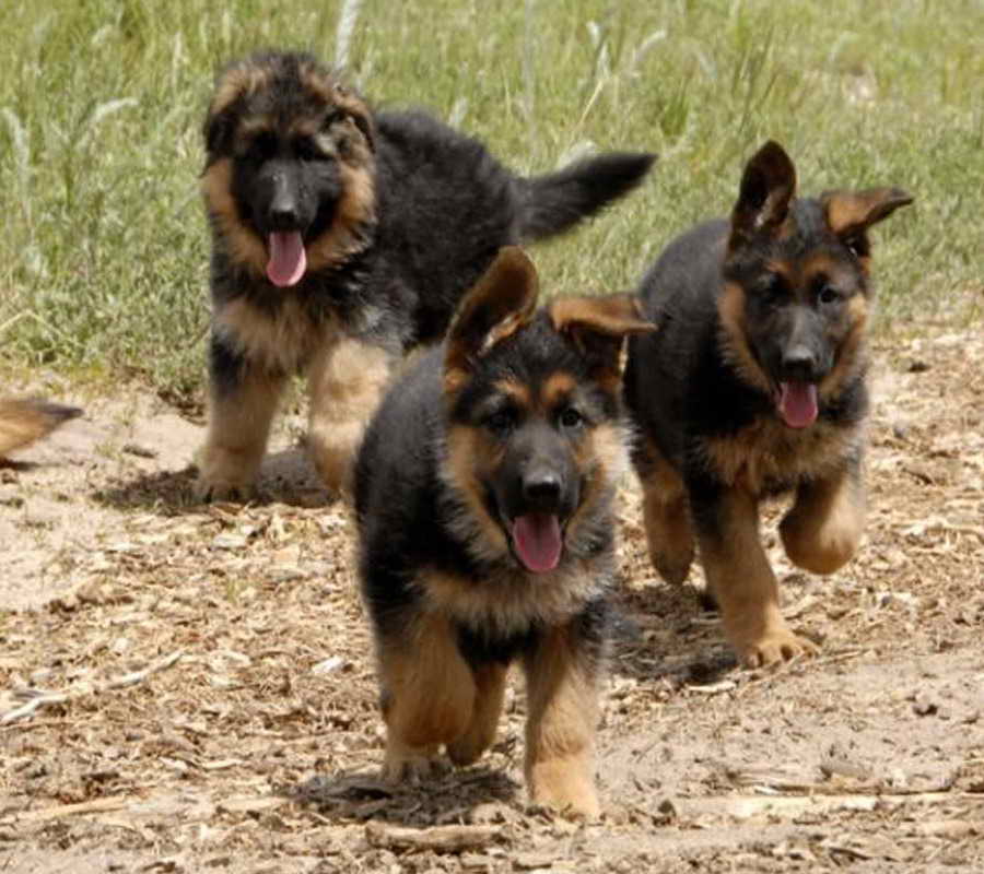 German Shepherd Adoption Colorado