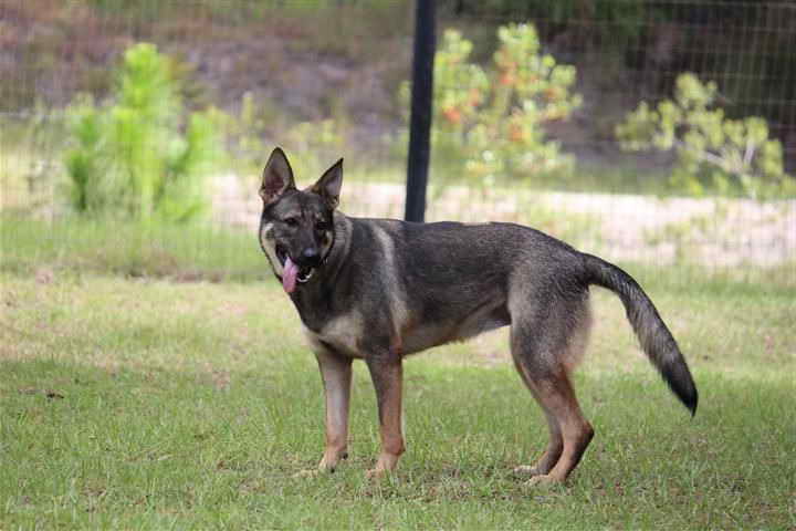 German Shepherd Adoption Orlando