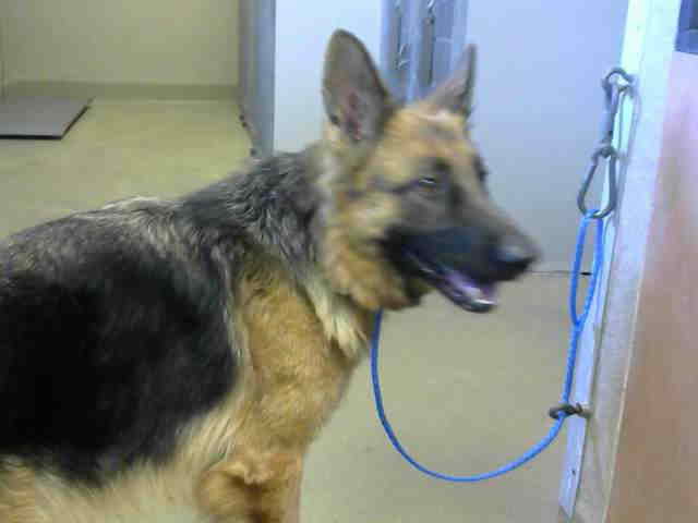 German Shepherd Adoption Sacramento