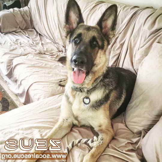 German Shepherd Adoption San Diego