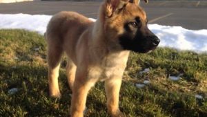 German Shepherd Akita Mix For Sale