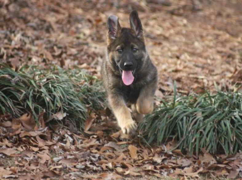 German Shepherd Alabama