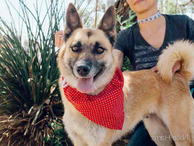 German Shepherd Albuquerque