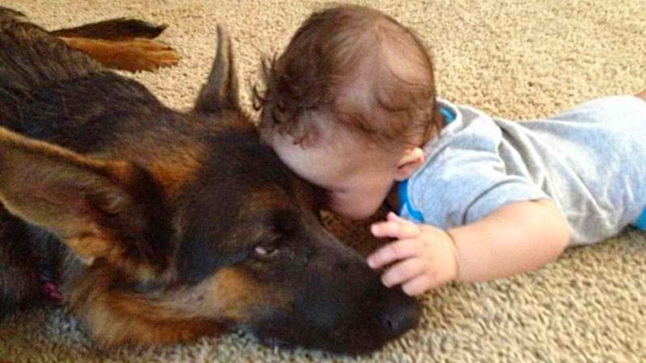 German Shepherd And Baby