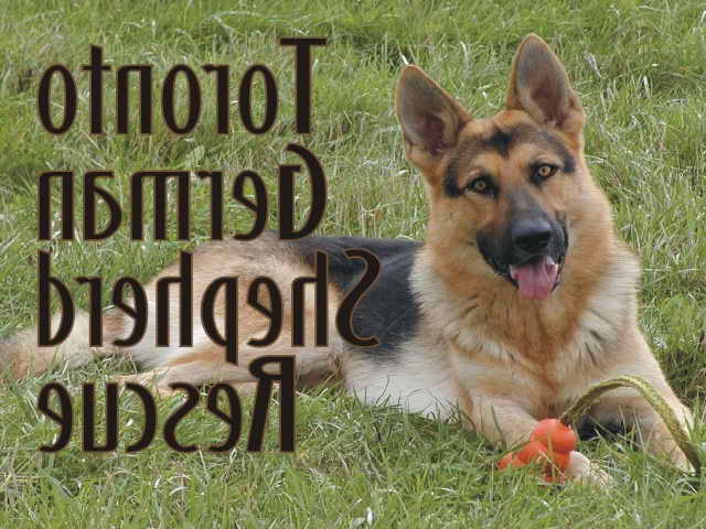 German Shepherd Animal Rescue