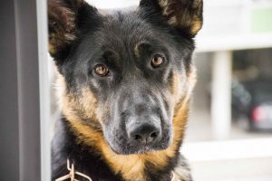 German Shepherd Anxiety Symptoms