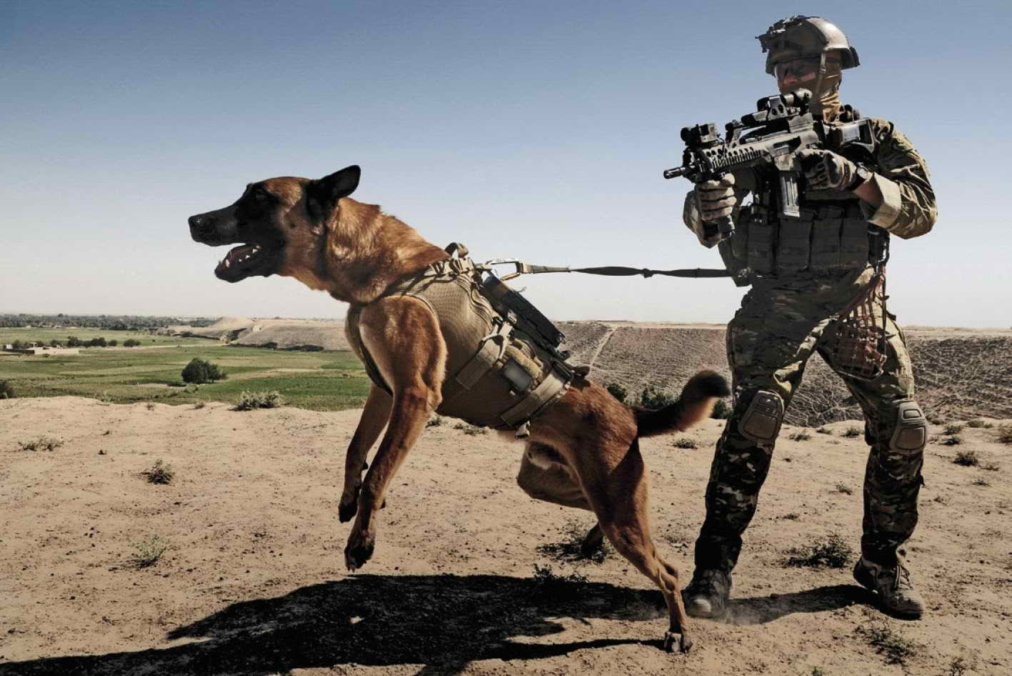 German Shepherd Army Dog Petsidi