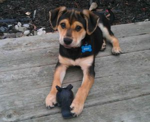 German Shepherd Beagle Puppies