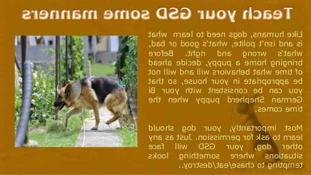 German Shepherd Behavior Training