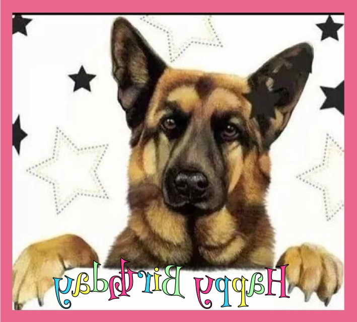 German Shepherd Birthday Cards