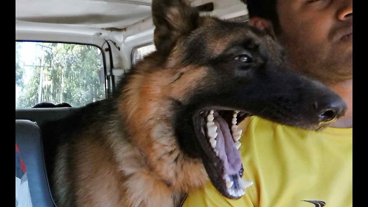 German Shepherd Bite Force