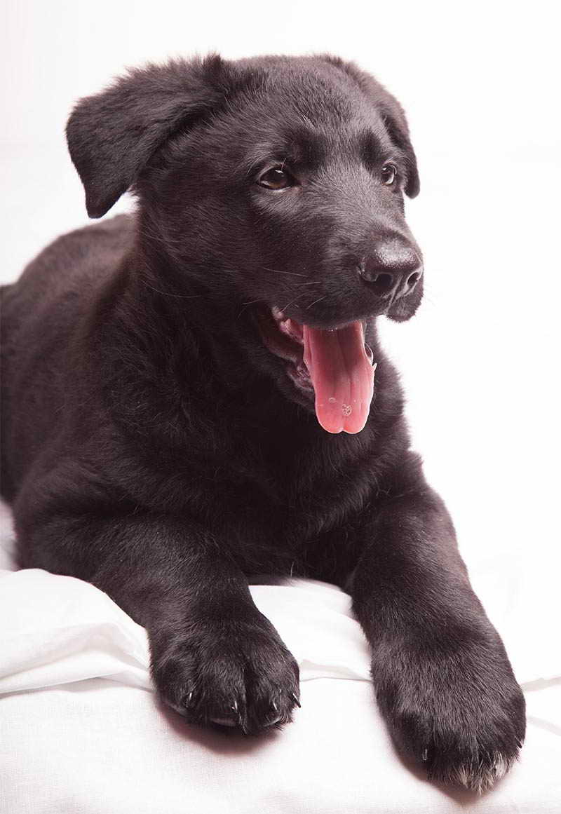 German Shepherd Black Lab Mix Puppies | PETSIDI