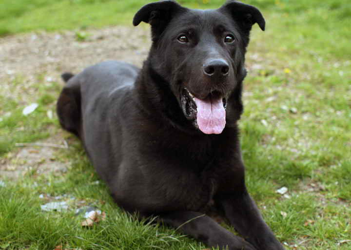 German Shepherd Black Lab Mix