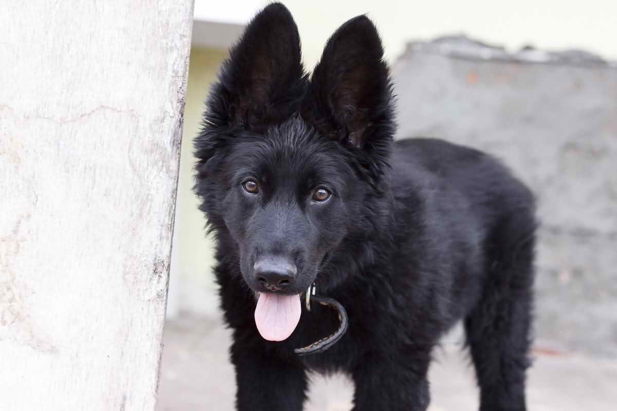 German Shepherd Black Puppy