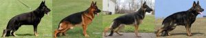 German Shepherd Bloodlines History
