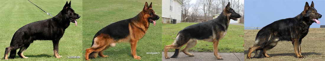 German Shepherd Bloodlines History