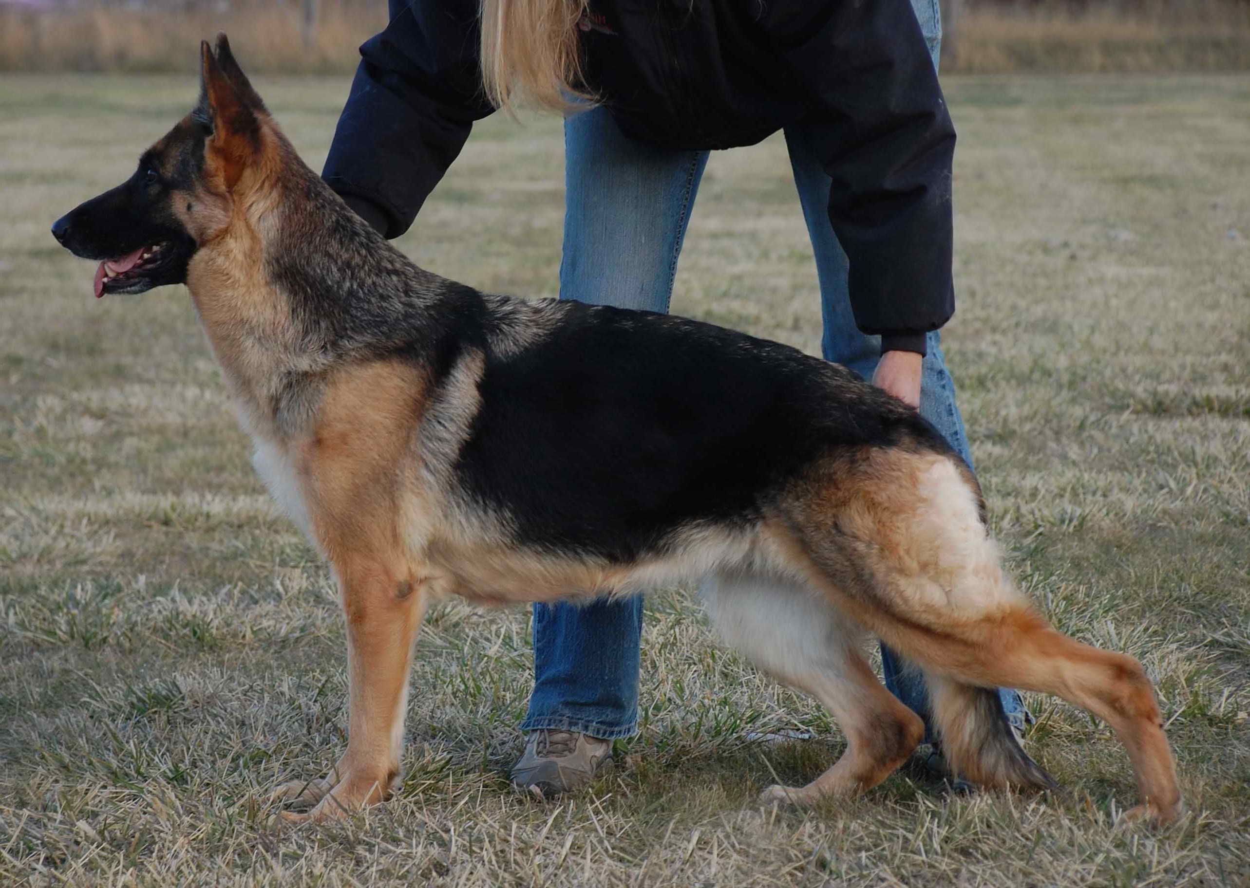 German Shepherd Boise