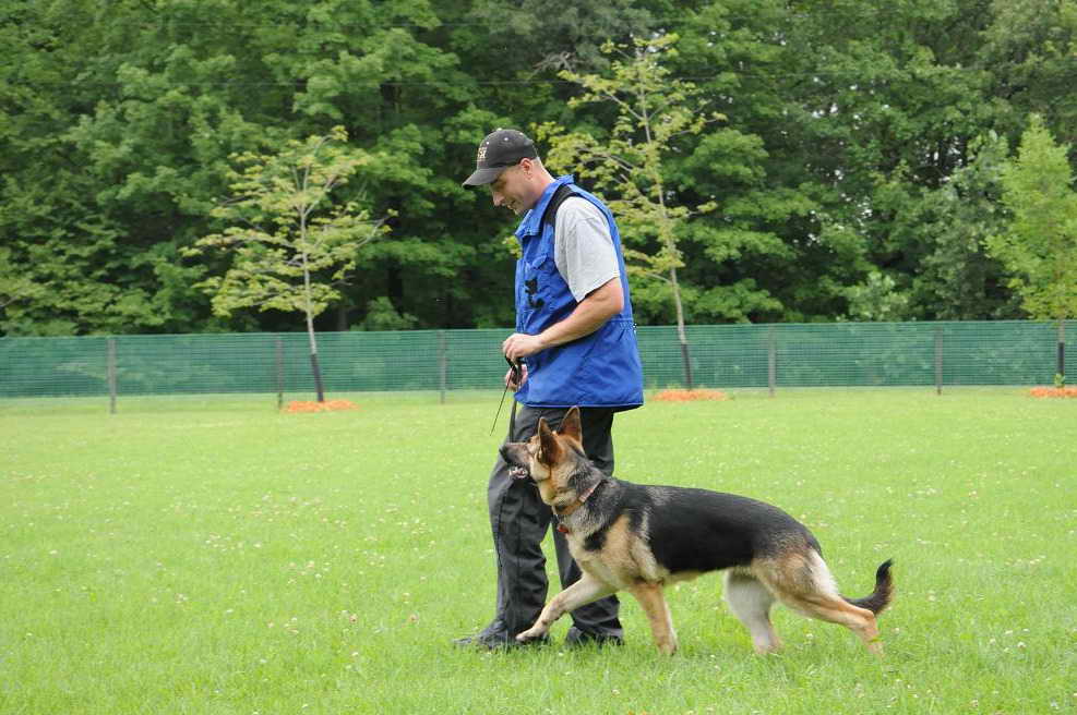 German Shepherd Boot Camp