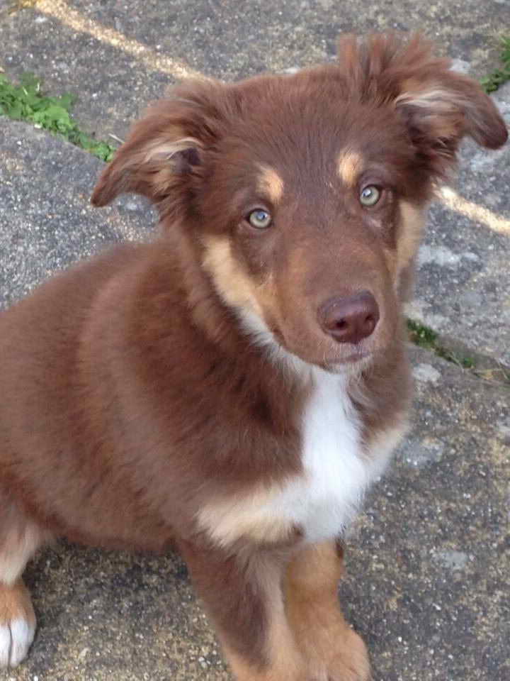 German Shepherd Border Collie Mix Puppies For Sale PETSIDI