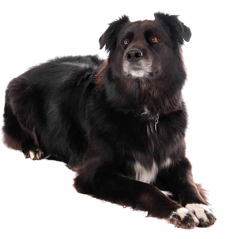 German Shepherd Border Collie Mix