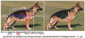 German Shepherd Breed Standard