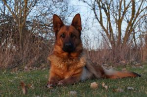 German Shepherd Breeders Austin