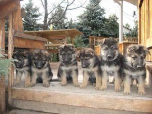 German Shepherd Breeders Colorado Springs