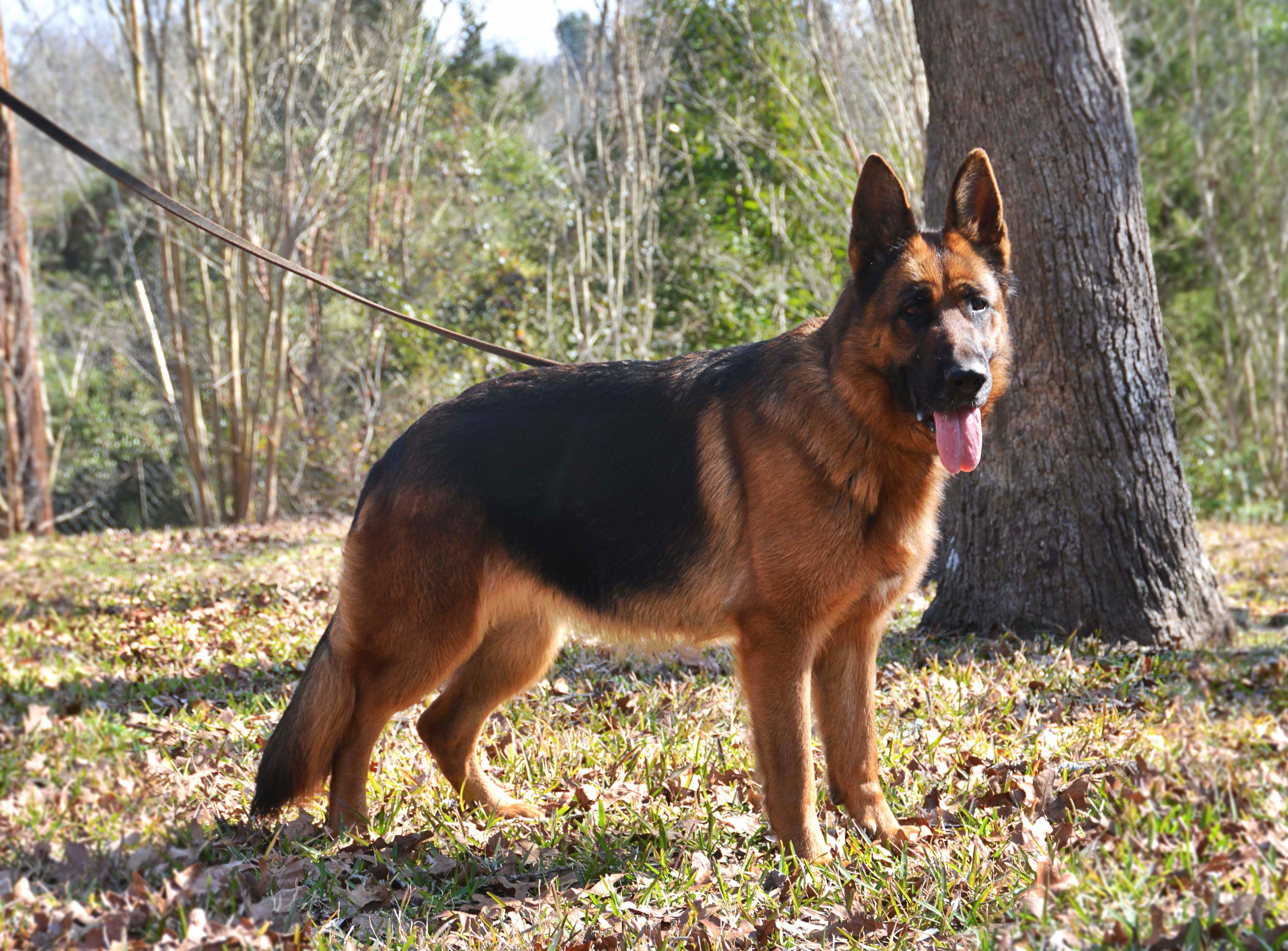 German Shepherd Breeders Houston