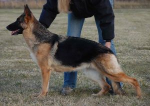 German Shepherd Breeders Idaho