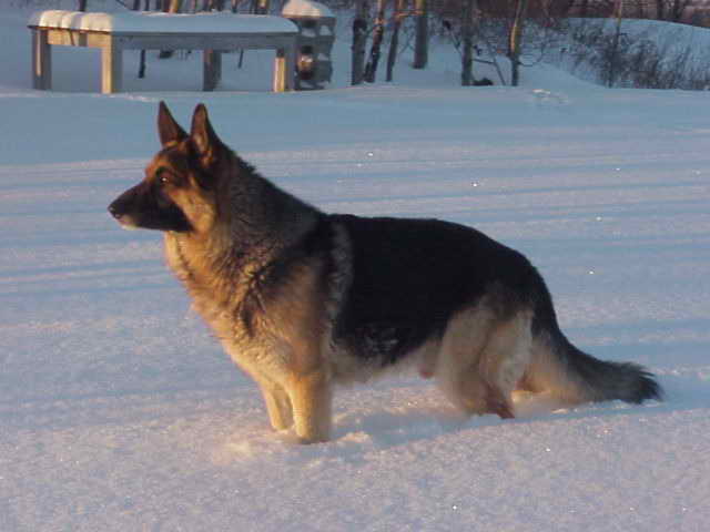 German Shepherd Breeders In Maine