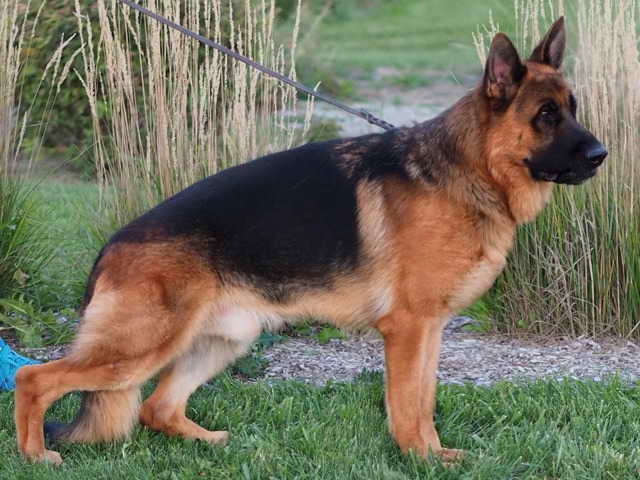 German Shepherd Breeders In Mi