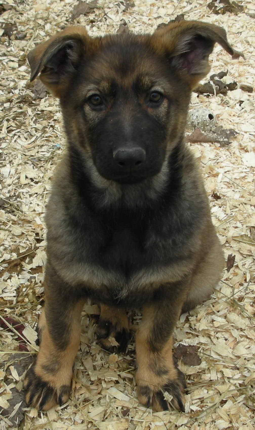 German Shepherd Breeders Indiana