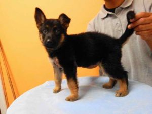 German Shepherd Breeders Los Angeles