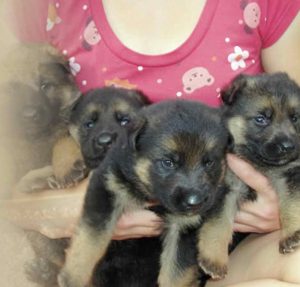 German Shepherd Breeders Nc