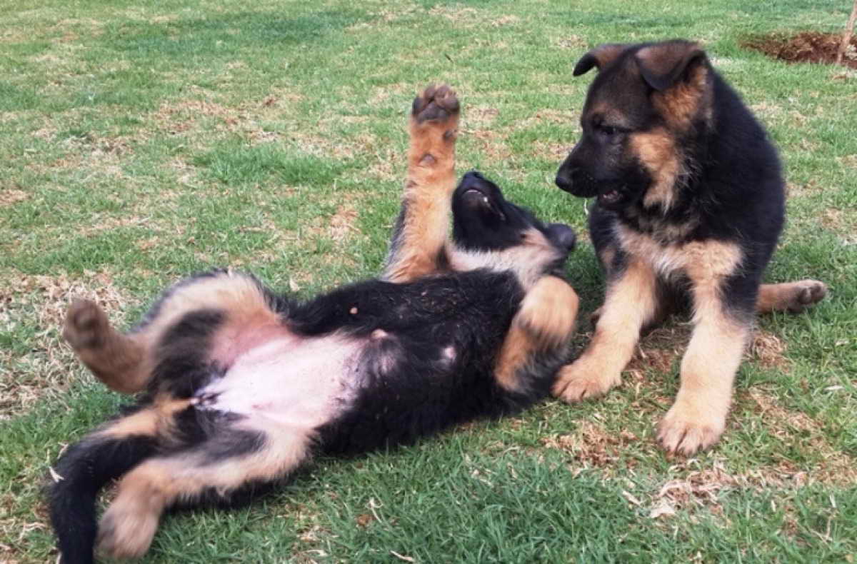 German Shepherd Breeders South Dakota