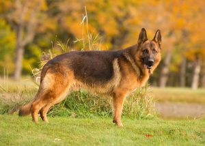 German Shepherd Breeders Vermont