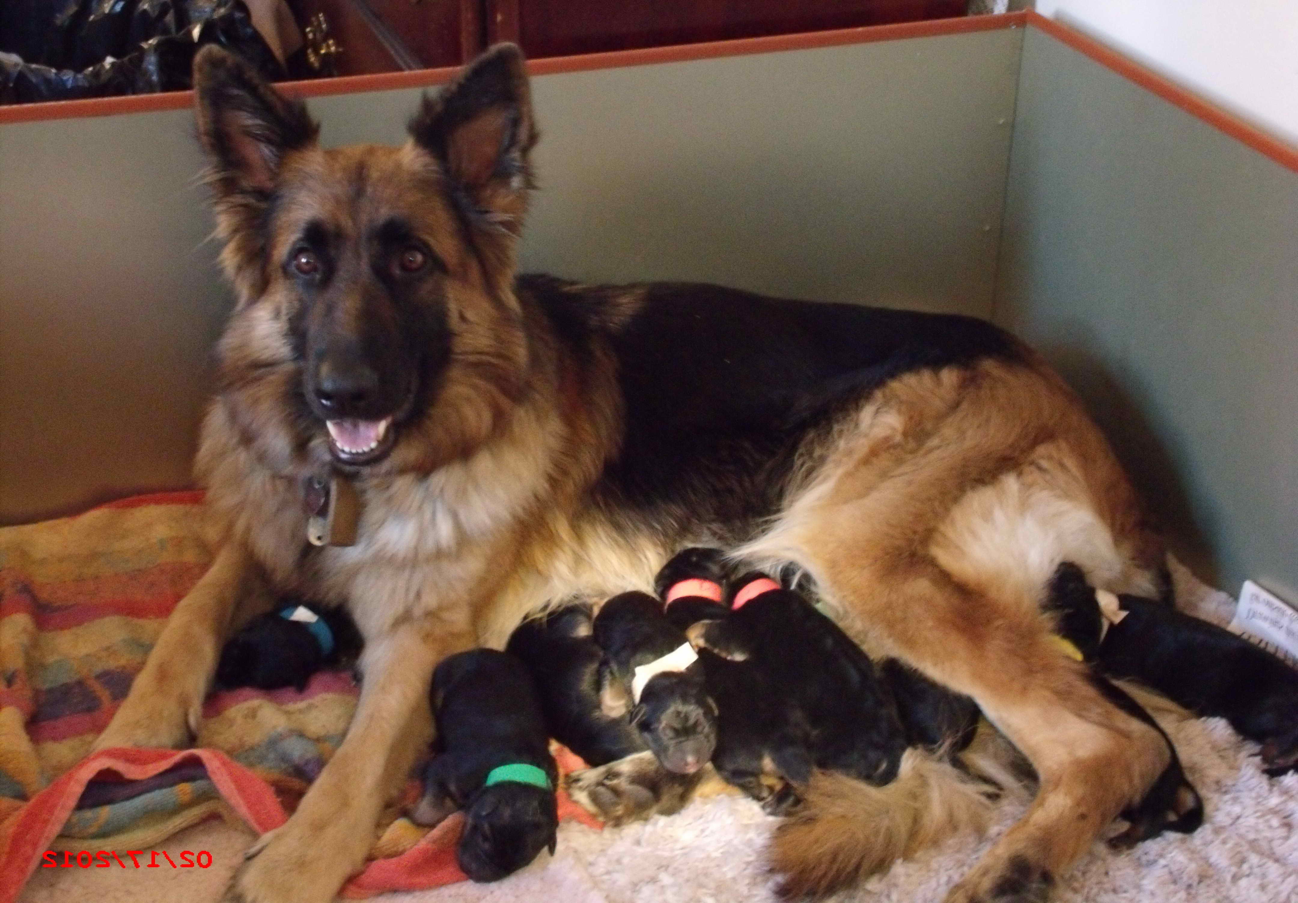 German Shepherd Breeders Virginia Beach