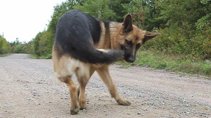 German Shepherd Chasing Tail