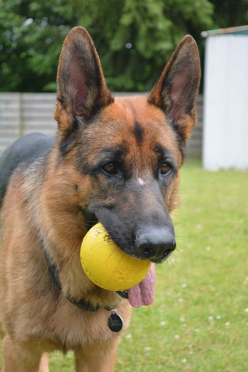 German Shepherd Chewing