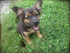 German Shepherd Chihuahua Mix Puppies For Sale